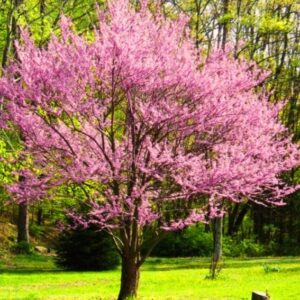 Pink Redbud Tree Live Plant - 2 to 3 Ft - Cercis - Zones 5-9 - 2 Year-Old Seedling Red Bud Trees Live Plants Outdoor Fast Growing