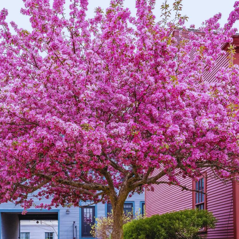 Large Redbud Tree Live Plant - 2-3 Ft - Cercis Canadensis- Zones 5-9 - 2 Year-Old Seedling Red Bud Trees Live Plants Outdoor Fast Growing - Image 4