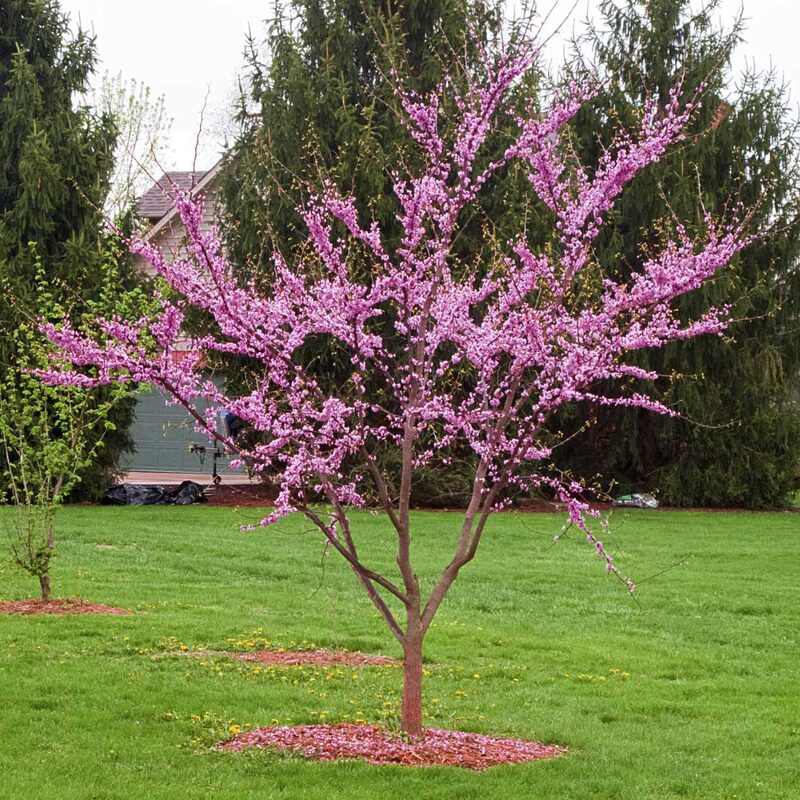 Large Redbud Tree Live Plant - 2-3 Ft - Cercis Canadensis- Zones 5-9 - 2 Year-Old Seedling Red Bud Trees Live Plants Outdoor Fast Growing - Image 3