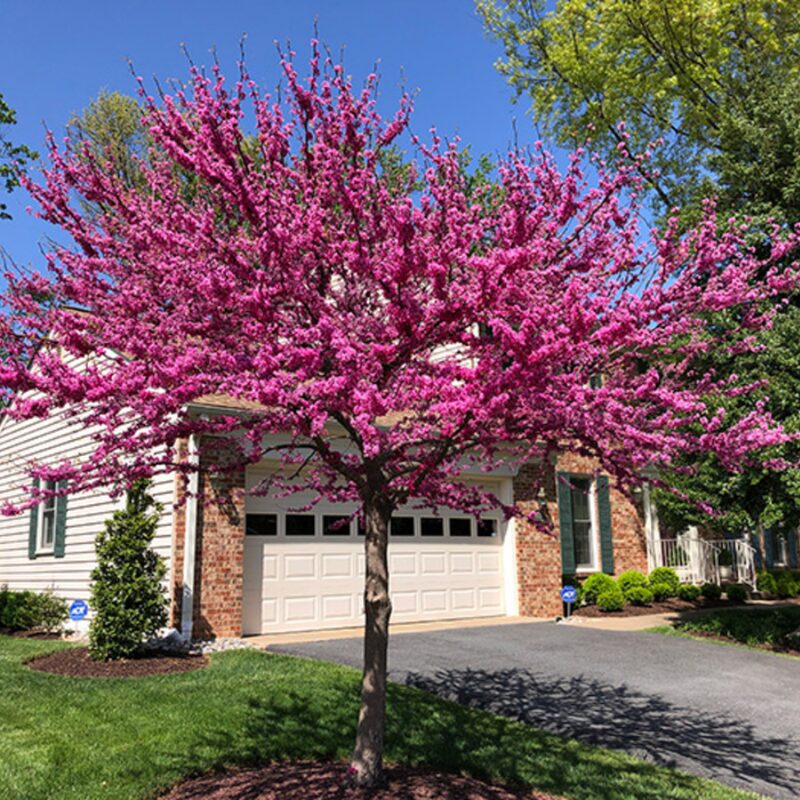 Large Redbud Tree Live Plant - 2-3 Ft - Cercis Canadensis- Zones 5-9 - 2 Year-Old Seedling Red Bud Trees Live Plants Outdoor Fast Growing
