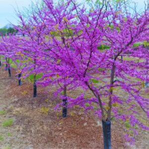Alternative view of American Redbud Tree Live Plant - 3-4 Ft - Cercis Canadensis - Zones 5-9 - 2 Year-Old Seedling Red Bud Trees Live Plants Outdoor Fast Growing