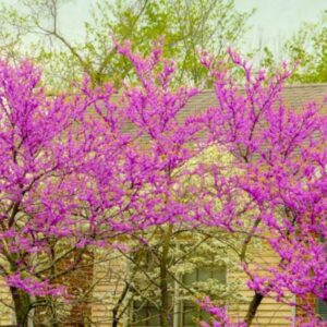 Alternative view of American Redbud Tree Live Plant - 2-3 Ft - Cercis Canadensis - Zones 5-9 - 2 Year-Old Seedling Red Bud Trees Live Plants Outdoor Fast Growing