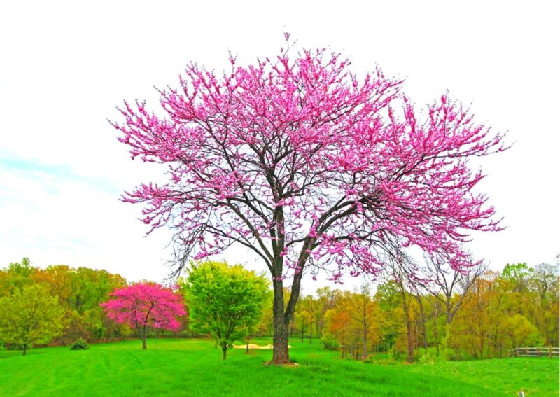 American Redbud Tree Live Plant - 1-2 Ft - Cercis Canadensis - Zones 5-9 - 2 Year-Old Seedling Red Bud Trees Live Plants Outdoor Fast Growing - Image 4