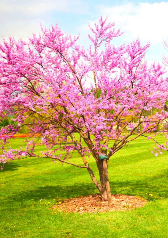 American Redbud Tree Live Plant - 1-2 Ft - Cercis Canadensis - Zones 5-9 - 2 Year-Old Seedling Red Bud Trees Live Plants Outdoor Fast Growing - Image 3