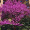 American Redbud Tree Live Plant - 1-2 Ft - Cercis Canadensis - Zones 5-9 - 2 Year-Old Seedling Red Bud Trees Live Plants Outdoor Fast Growing