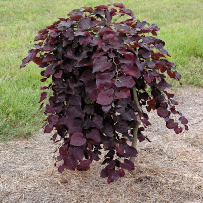Ruby Falls Weeping Redbud Tree - 3-4' Tall - Developed Trees - Zone 5-9 - Weeping Eastern Redbud Cercis Canadensis Red Bud Live Plant for Sale - Image 5