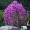Ruby Falls Weeping Redbud Tree - 3-4' Tall - Developed Trees - Zone 5-9 - Weeping Eastern Redbud Cercis Canadensis Red Bud Live Plant for Sale