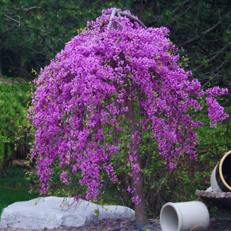 Ruby Falls Weeping Redbud Tree - 3-4' Tall - Developed Trees - Zone 5-9 - Weeping Eastern Redbud Cercis Canadensis Red Bud Live Plant for Sale