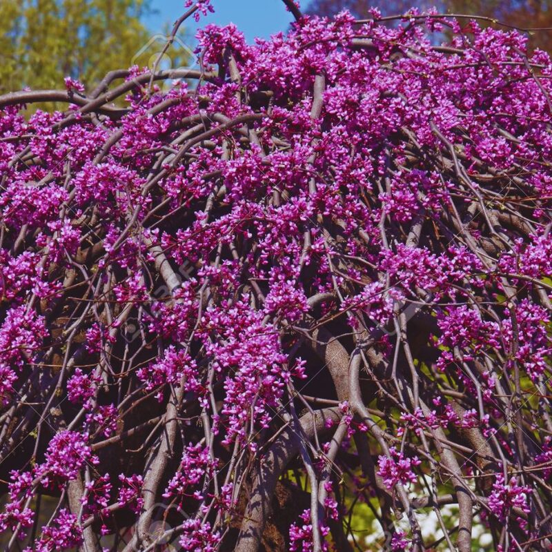 Ruby Falls Weeping Redbud Tree - 3-4' Tall - Very Nice, Developed Trees - Zone 5-9 - Cercis Canadensis Red Bud Live Plant for Sale - Image 5