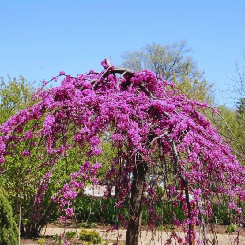 Ruby Falls Weeping Redbud Tree - 3-4' Tall - Very Nice, Developed Trees - Zone 5-9 - Cercis Canadensis Red Bud Live Plant for Sale - Image 4