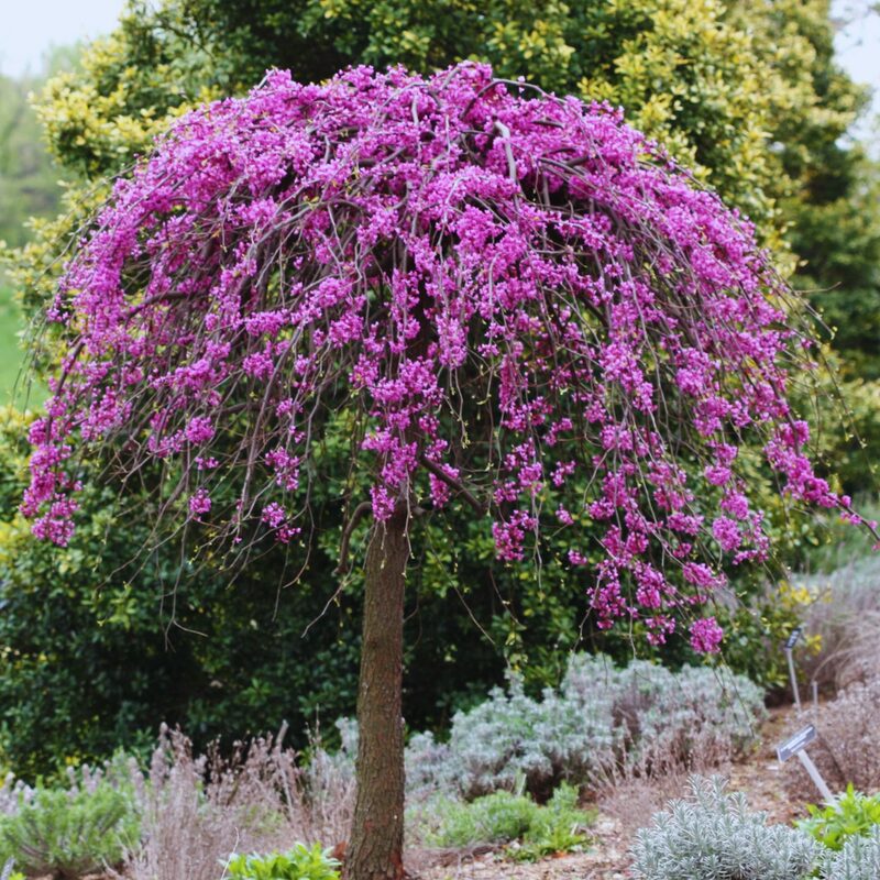 Ruby Falls Weeping Redbud Tree - 3-4' Tall - Very Nice, Developed Trees - Zone 5-9 - Cercis Canadensis Red Bud Live Plant for Sale - Image 2