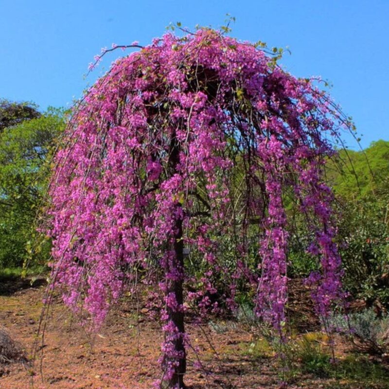 Ruby Falls Weeping Redbud Tree - 3-4' Tall - Very Nice, Developed Trees - Zone 5-9 - Cercis Canadensis Red Bud Live Plant for Sale - Image 3
