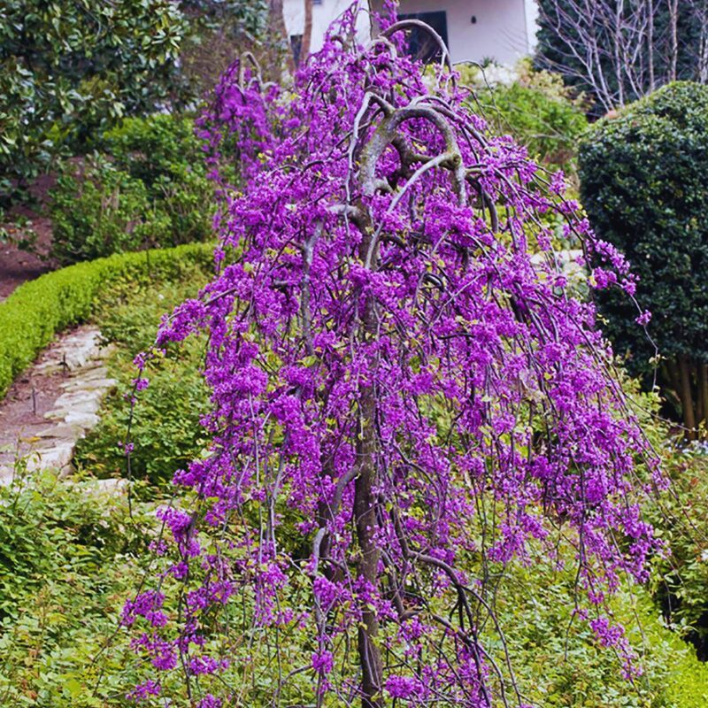 Ruby Falls Weeping Redbud Tree - 3-4' Tall - Very Nice, Developed Trees - Zone 5-9 - Cercis Canadensis Red Bud Live Plant for Sale