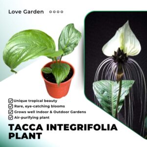 Alternative view of 2 White Bat Tacca Integrifolia Plants 2 Inch Container, 2 Pots