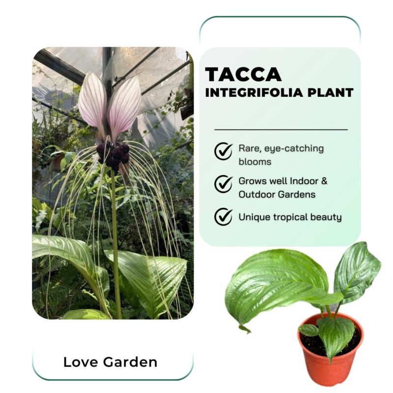 2 Tacca Integrifolia White Bat Orchid Plants In 2 Inch Pot, 2 Pots - Image 3