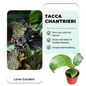 Alternative view of 2 Black Bat Tacca Chantrieri Plants In 2 Inch Pot, 2 Pots
