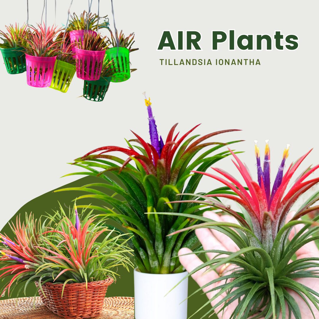 15 Red Tillandsia Air Plants Live - 2 to 3 Inc Tall - Air Plant Live - Succulent Plants Live - Image 8