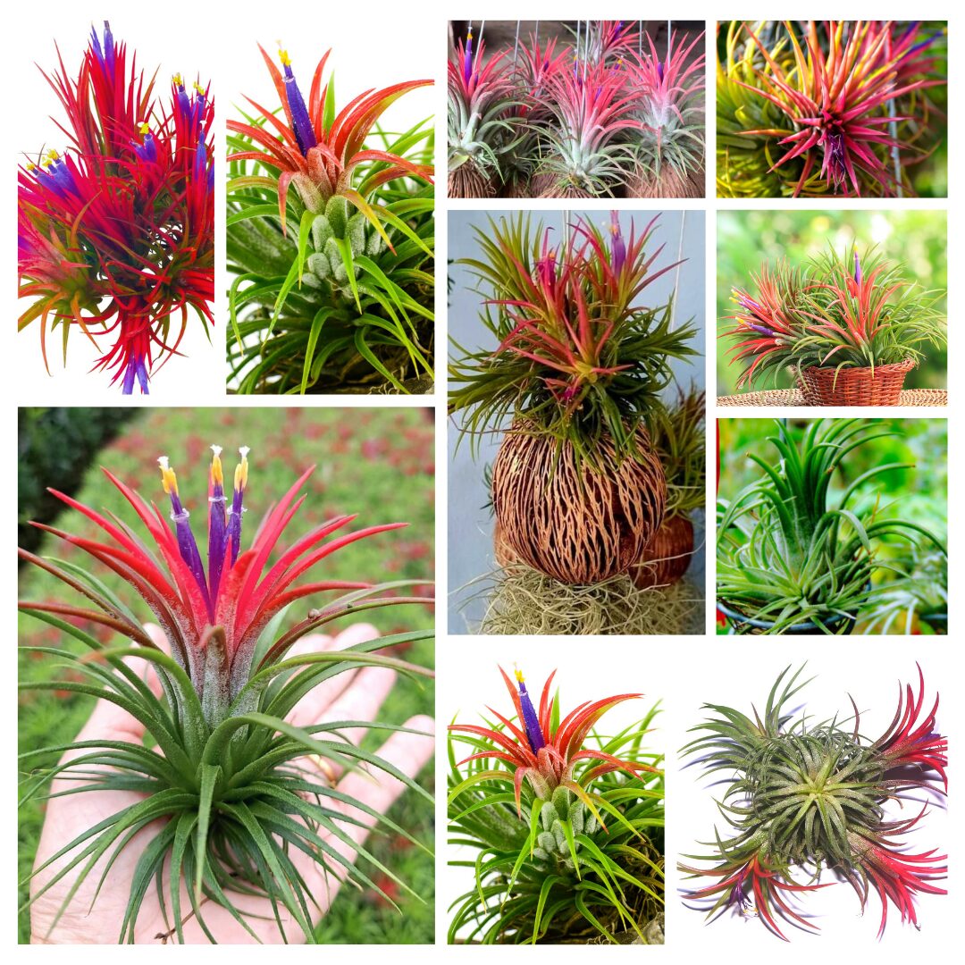 15 Red Tillandsia Air Plants Live - 2 to 3 Inc Tall - Air Plant Live - Succulent Plants Live - Image 7