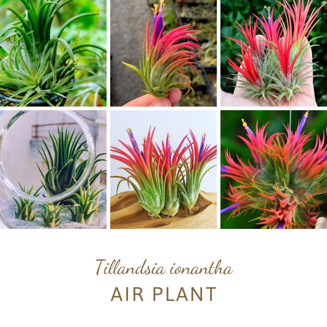 15 Red Tillandsia Air Plants Live - 2 to 3 Inc Tall - Air Plant Live - Succulent Plants Live - Image 6