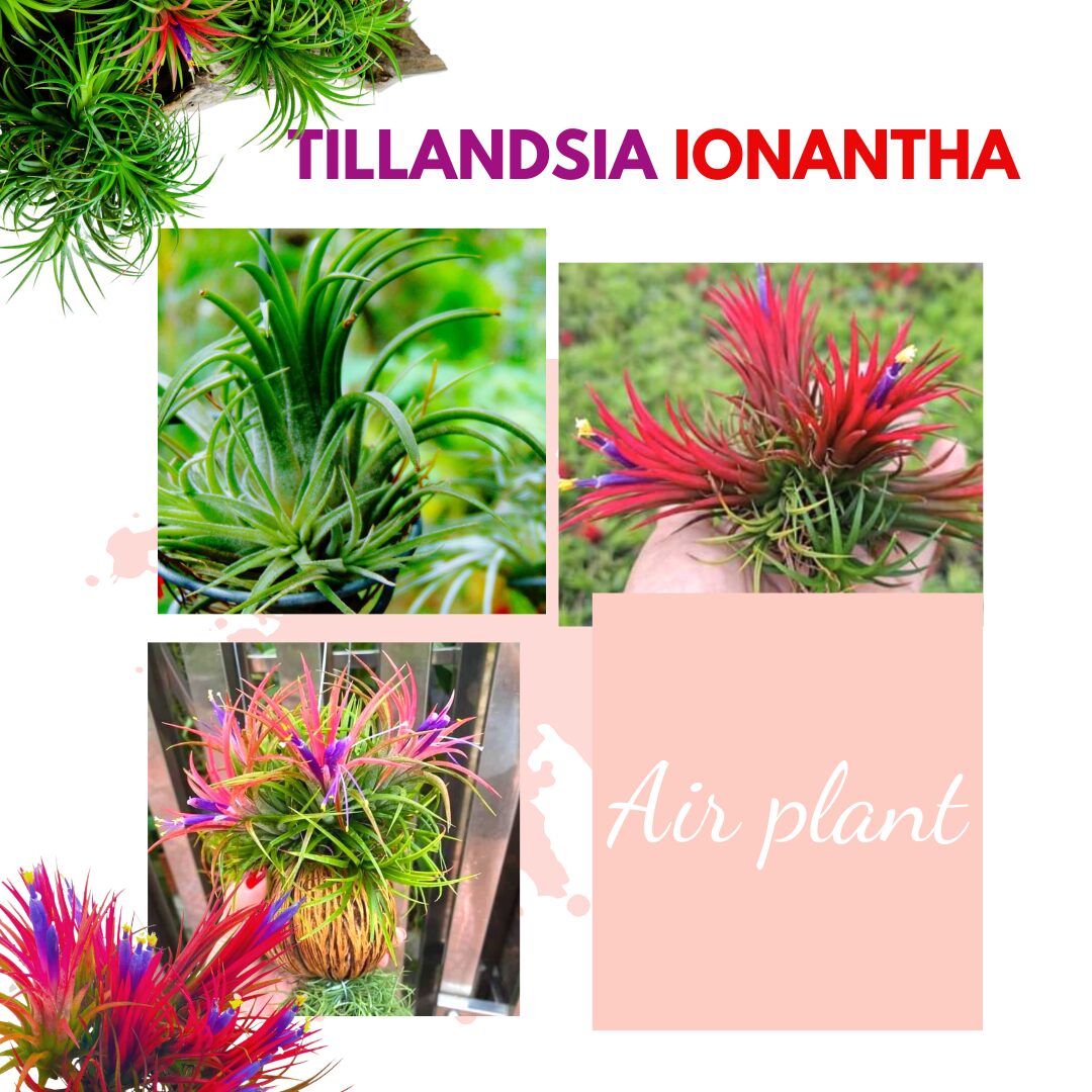10 Red Tillandsia Air Plants Live - 2 to 3 Inc Tall - Air Plant Live - Succulent Plants Live - Image 6