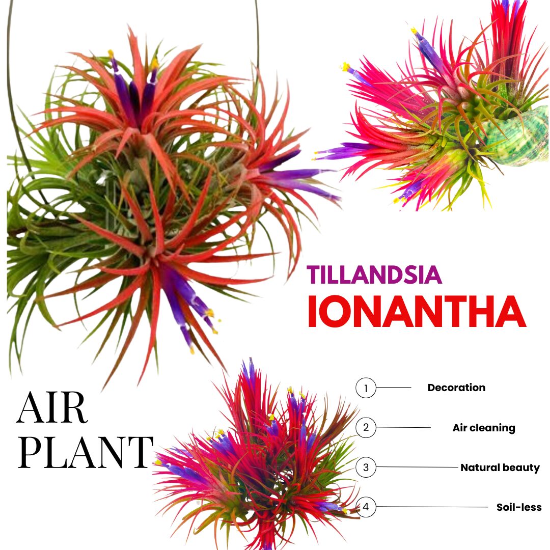 10 Red Tillandsia Air Plants Live - 2 to 3 Inc Tall - Air Plant Live - Succulent Plants Live - Image 5