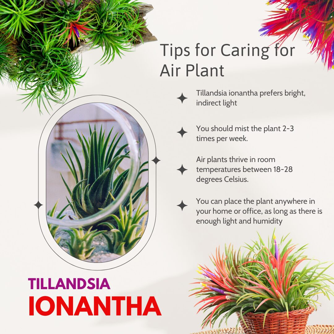 10 Red Tillandsia Air Plants Live - 2 to 3 Inc Tall - Air Plant Live - Succulent Plants Live - Image 4