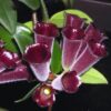 Purple Star Lipstick Vine Plant  In 2" Pot