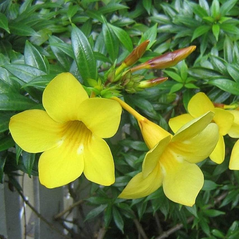 Golden Yellow Trumpet Vine Rooted Plants - Image 6