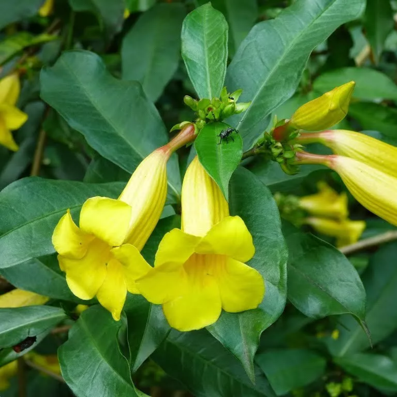 Golden Yellow Trumpet Vine Rooted Plants - Image 5