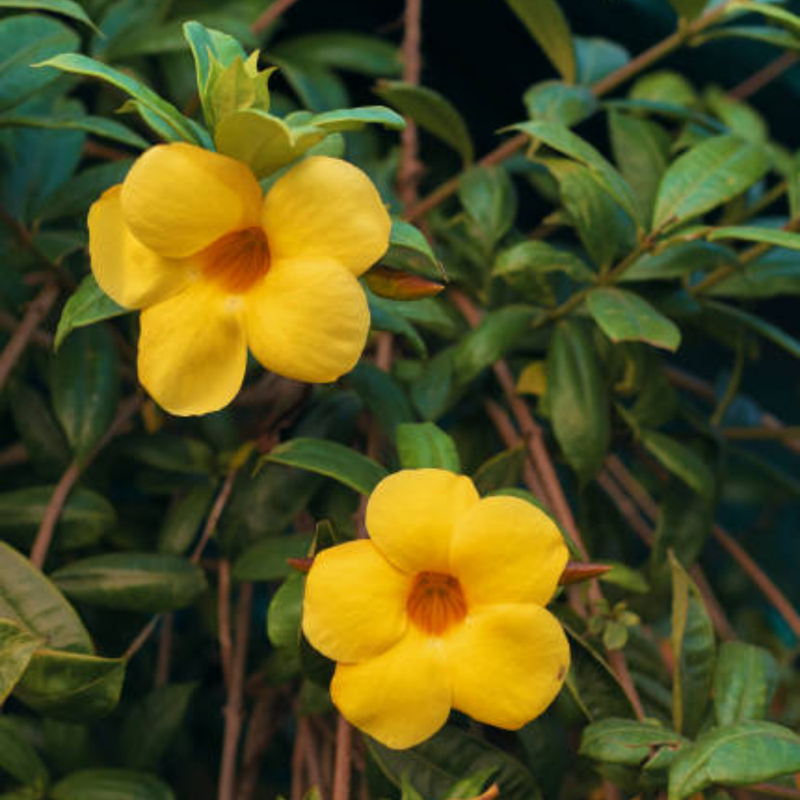 Golden Yellow Trumpet Vine Rooted Plants - Image 3