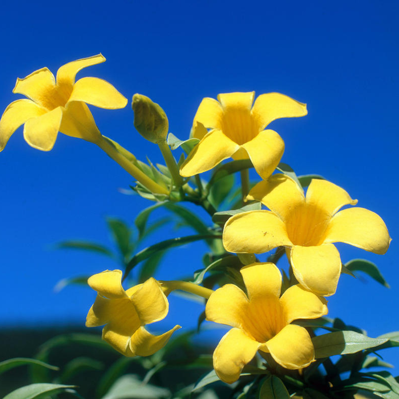 Golden Yellow Trumpet Vine Rooted Plants - Image 2