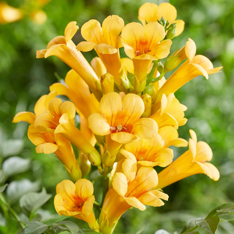 Golden Yellow Trumpet Vine Rooted Plants