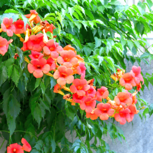 15 Red Trumpet Seeds