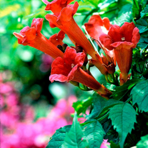 Alternative view of Trumpet Plant Live In 2.5 Inch Pot (Flamenco Red, Orange, Yellow, Red)
