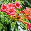 Trumpet Plant Live In 2.5 Inch Pot (Flamenco Red, Orange, Yellow, Red)