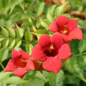 Alternative view of Trumpet Plant Live, Trumpet Vine In 2.5 Inch Pot (Flamenco Red, Orange, Yellow, Red)
