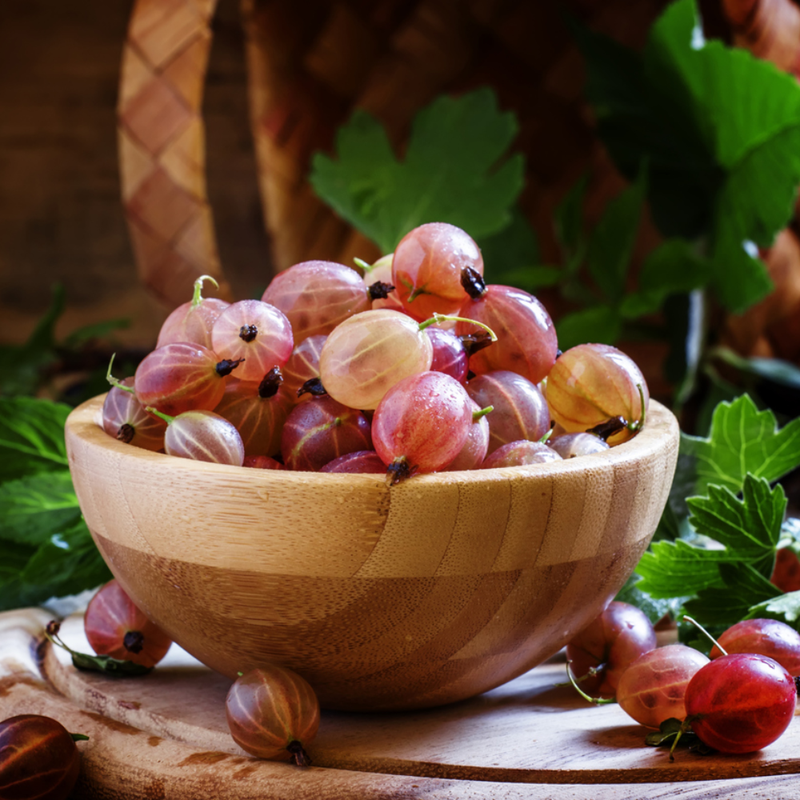 Gooseberry Plant 5-9 Inc Tall (Many Types) - Image 6