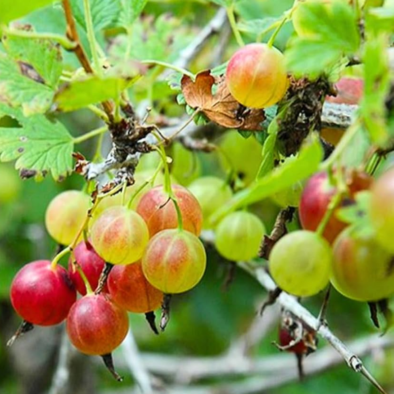 Gooseberry Plant 5-9 Inc Tall (Many Types) - Image 5
