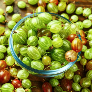 Black Velvet Gooseberry, Hinnonmaki Red Gooseberry, Semi Thornless Gooseberry, Sweet Gooseberry Plant Live 5-9 Inc (Choose Your Varieties)