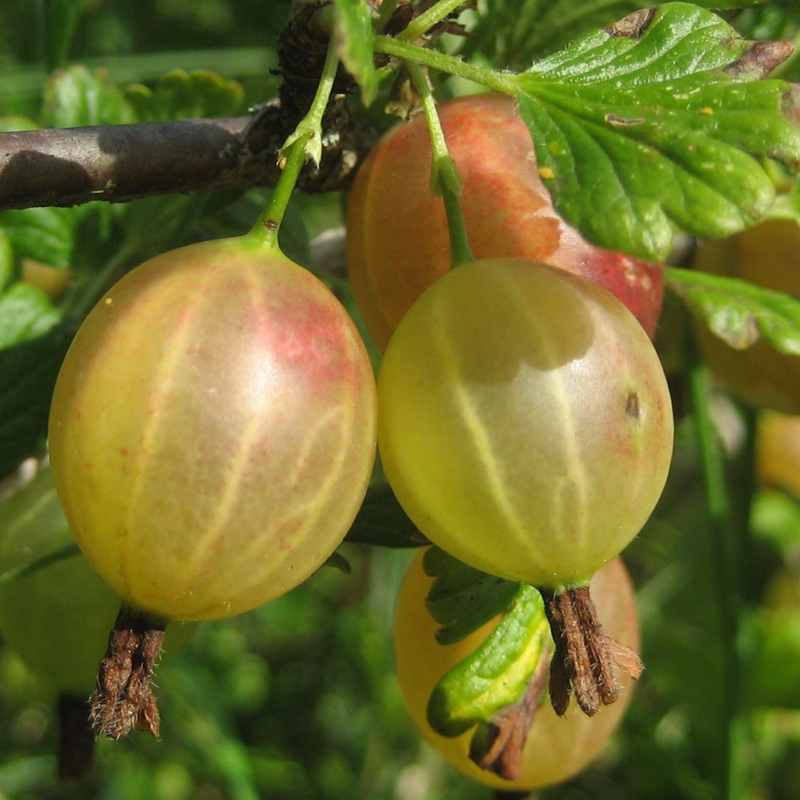 Gooseberry Plant 5-9 Inc Tall (Many Types) - Image 3
