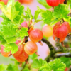 Gooseberry Plant 5-9 Inc Tall (Many Types)