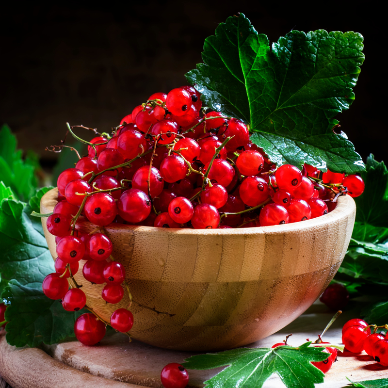Consort Black Currant, Red Currant, Red Lake Currant, Black Currant Live Plant 5-9 Inc, Choose Variety - Image 4