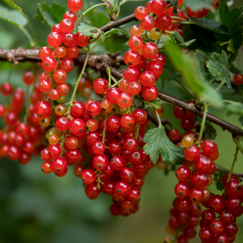Consort Black Currant, Red Currant, Red Lake Currant, Black Currant Live Plant 5-9 Inc, Choose Variety - Image 5