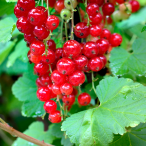 Consort Black Currant, Red Currant, Red Lake Currant, Black Currant Live Plant 5-9 Inc, Choose Variety