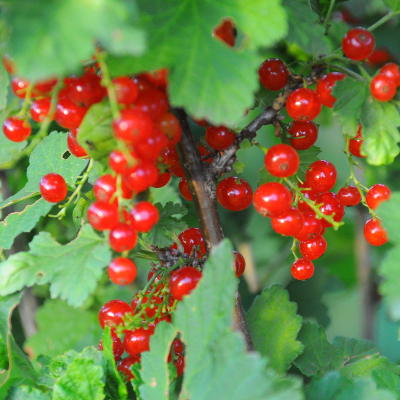 Consort Black Currant, Red Currant, Red Lake Currant, Black Currant Plant Live 5-9 Inc, Choose Variety - Image 4
