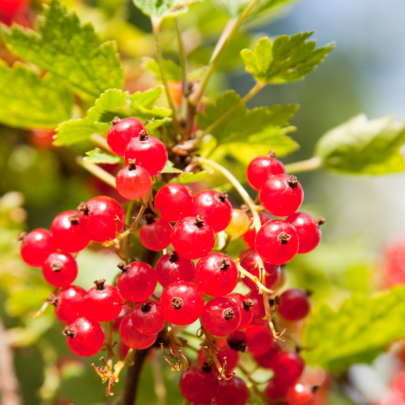 Consort Black Currant, Red Currant, Red Lake Currant, Black Currant Plant 5-9 Inc, Choose Variety - Image 4