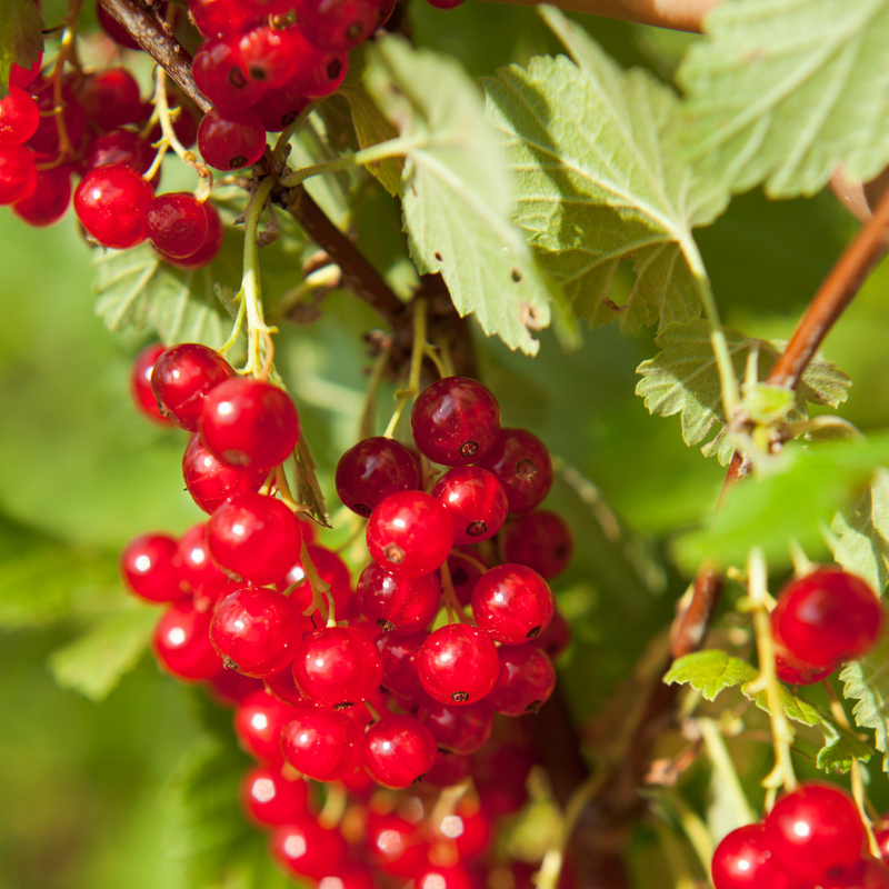 Consort Black Currant, Red Currant, Red Lake Currant, Black Currant Plant 5-9 Inc, Choose Variety - Image 2
