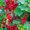 Consort Black Currant, Red Currant, Red Lake Currant, Black Currant Plant 5-9 Inc, Choose Variety