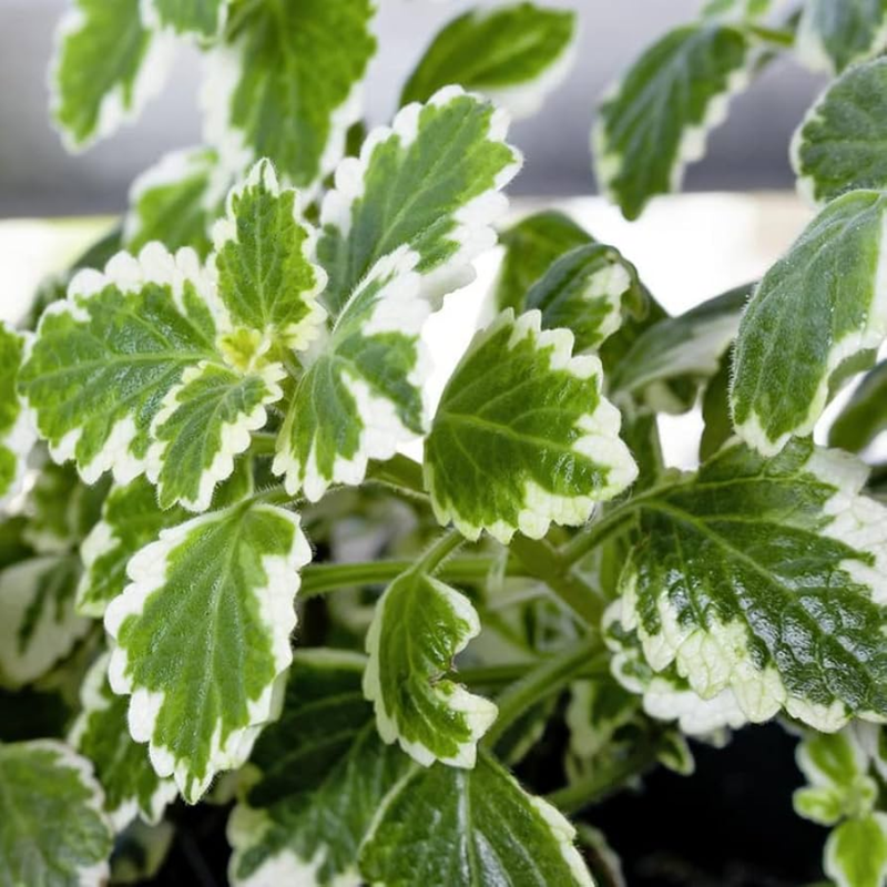 2 Plectranthus Variegated Swedish Ivy Live Plants 4-8 Inch Height In 4 Inch Pot - Image 5