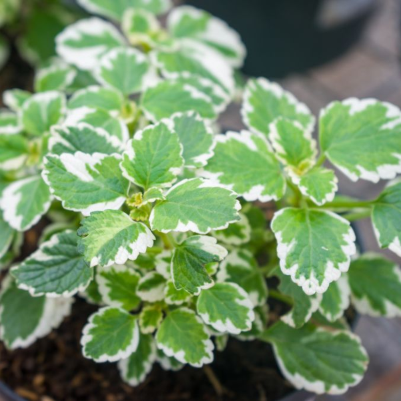 2 Plectranthus Variegated Swedish Ivy Live Plants 4-8 Inch Height In 4 Inch Pot - Image 6